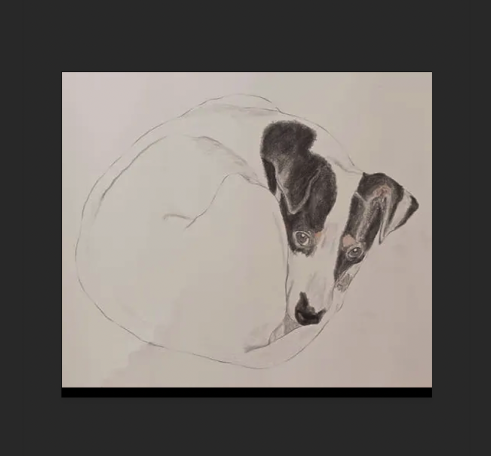 D132: Jack Russell (2015)